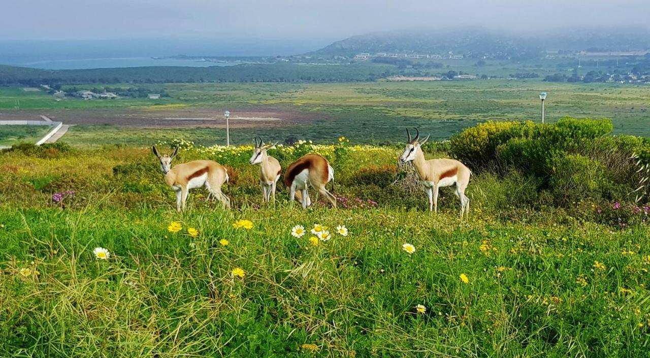 Berg En Dal Accommodation Saldanha Bay Екстер'єр фото